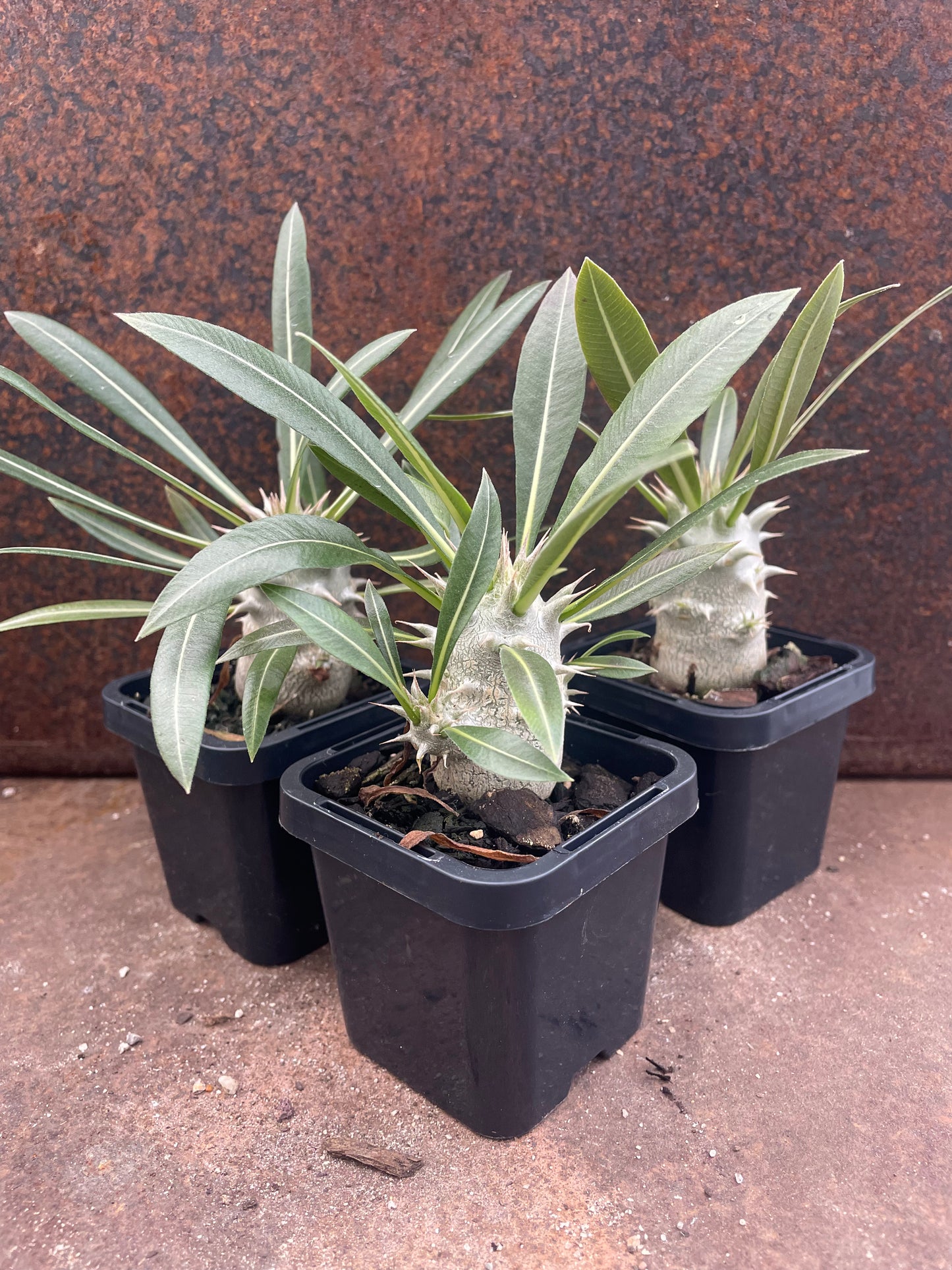 Pachypodium rosulatum