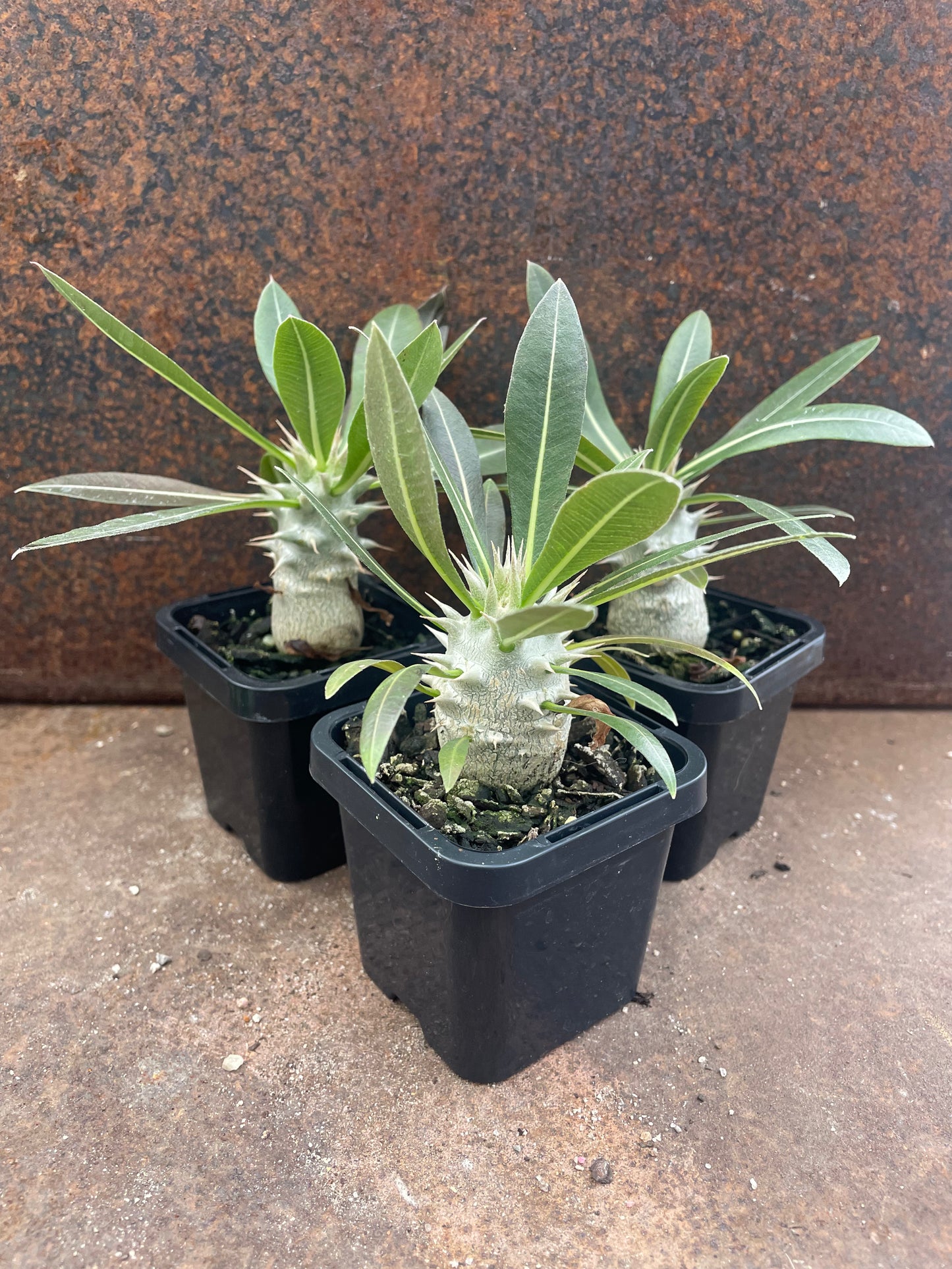 Pachypodium horombense