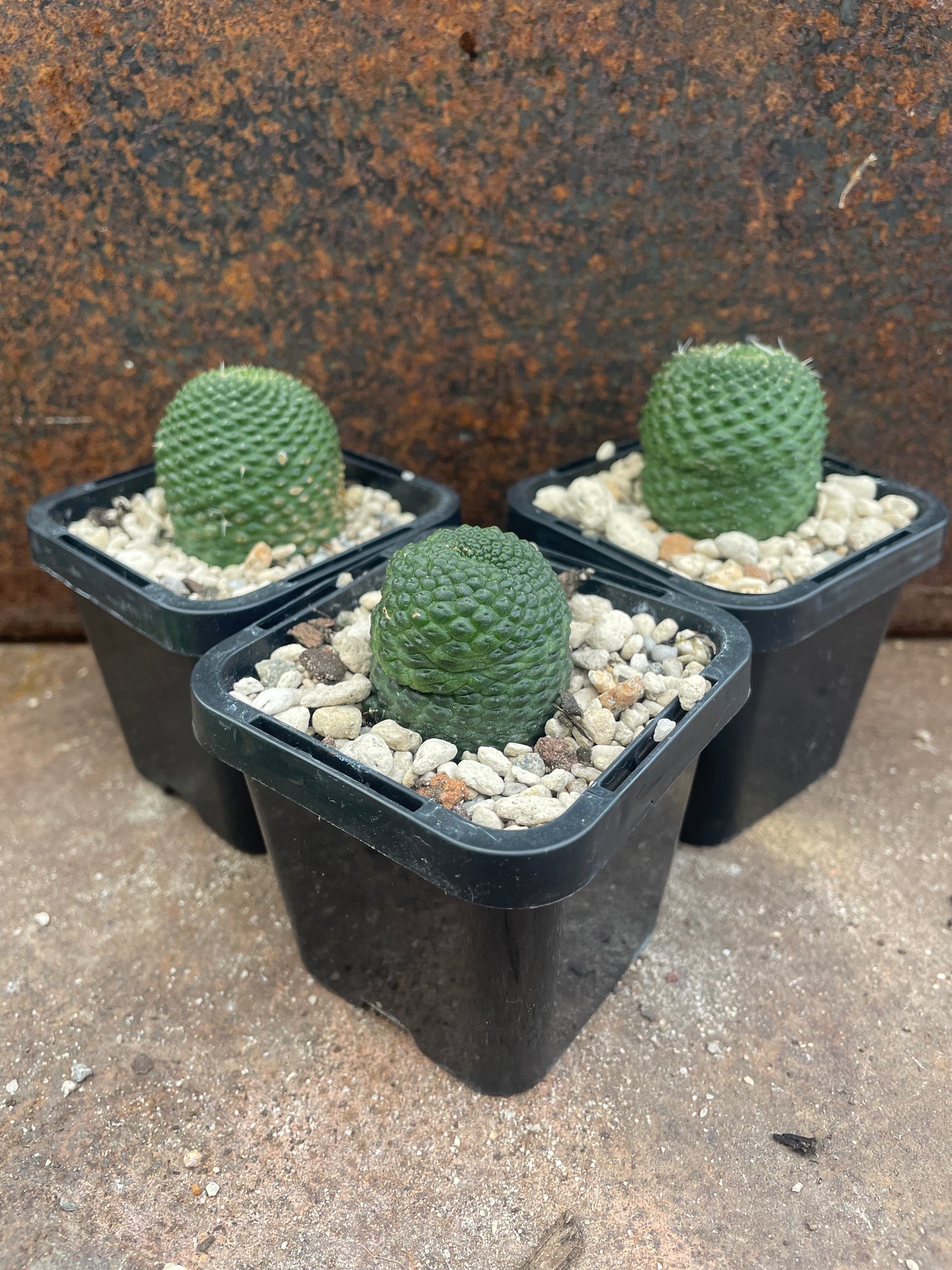 Rebutia krainziana var. inermis