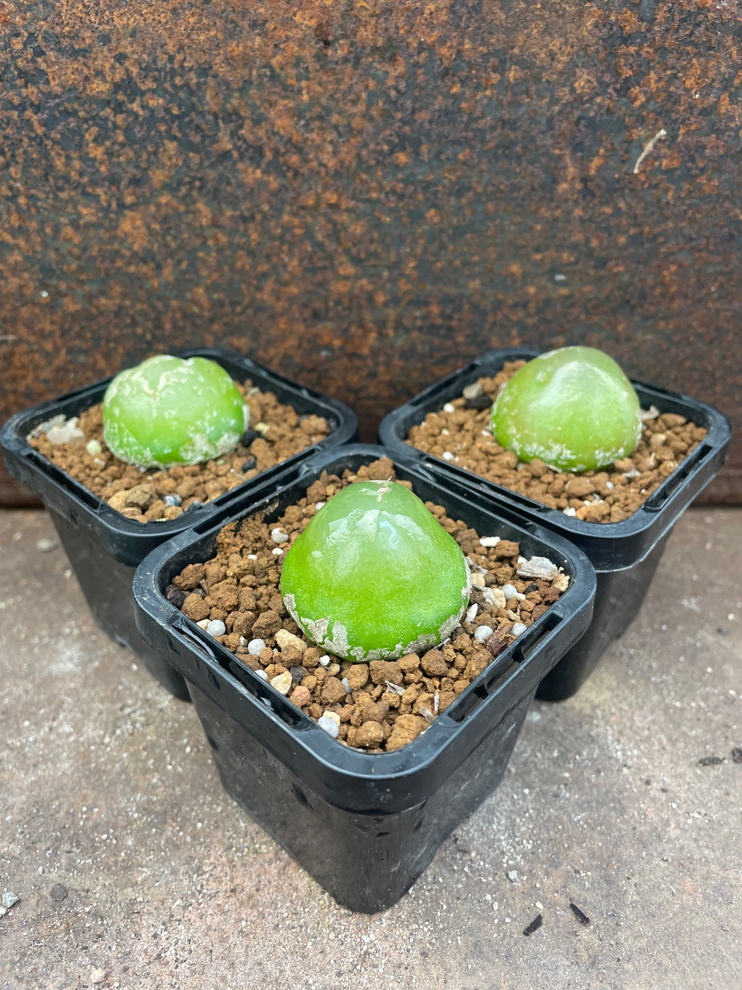Conophytum burgeri