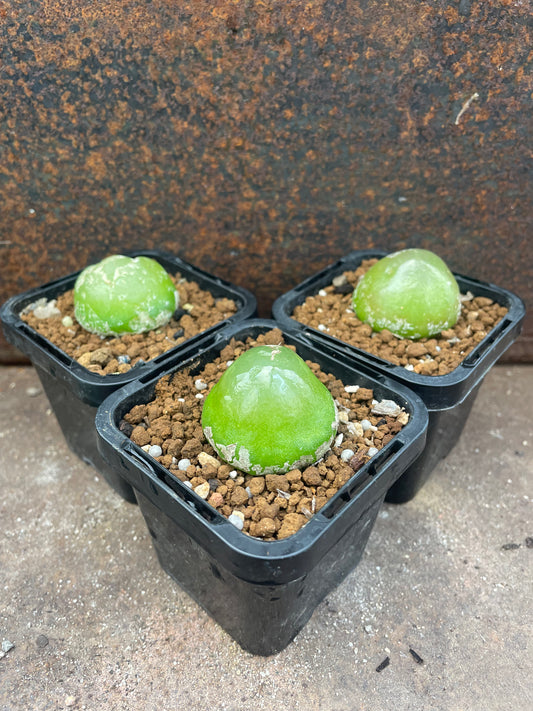 Conophytum burgeri