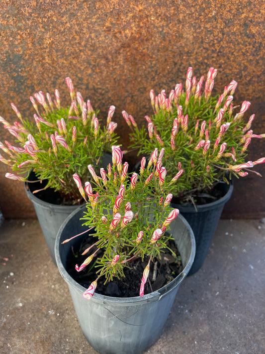 Oxalis Versicolor (Barbers Pole/Candy Cane)