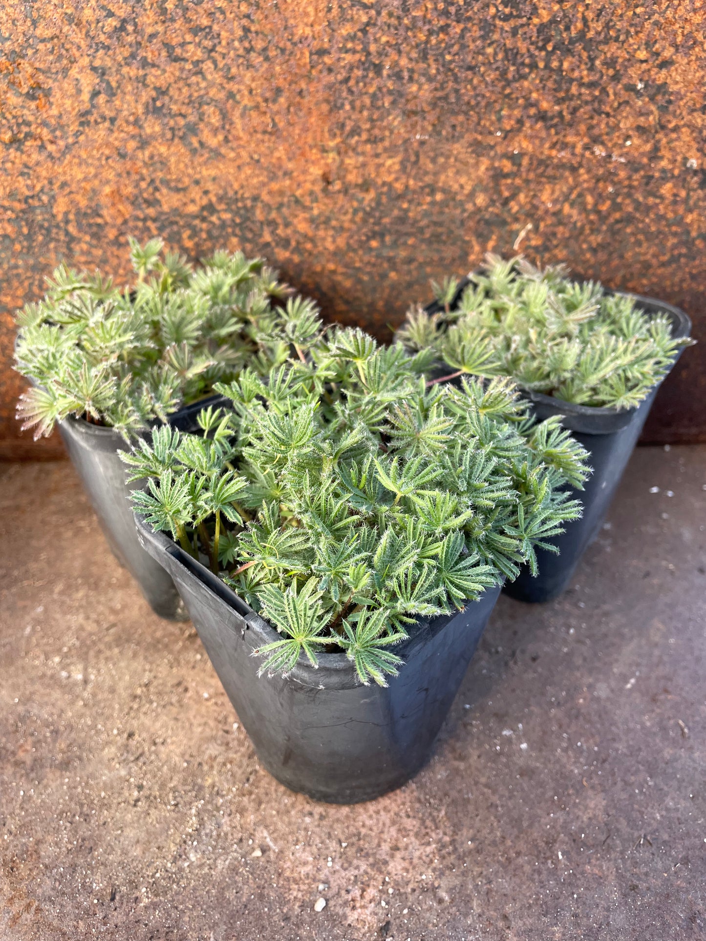 Oxalis Palmifrons