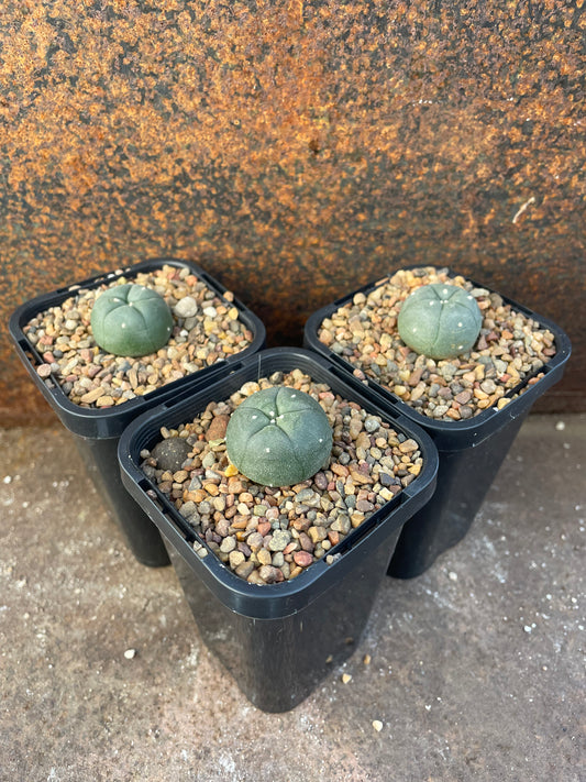 LW Huizache (seed grown)
