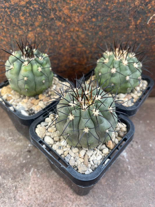 Copiapoa calderana
