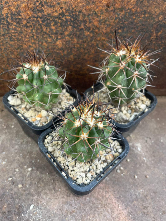 Copiapoa coquimbana
