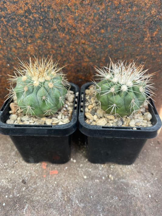Copiapoa krainziana