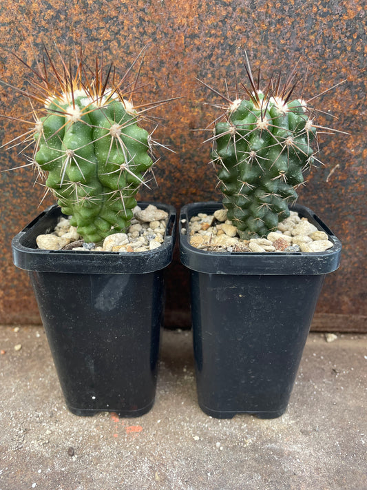 Copiapoa marginata