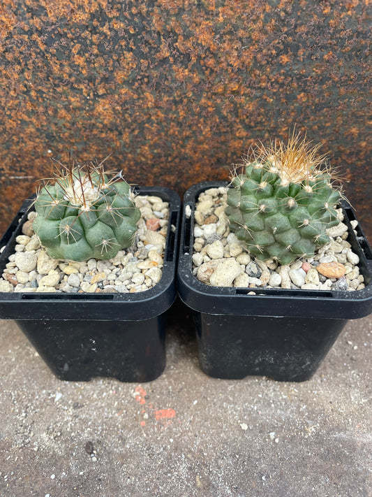 Copiapoa grandiflora