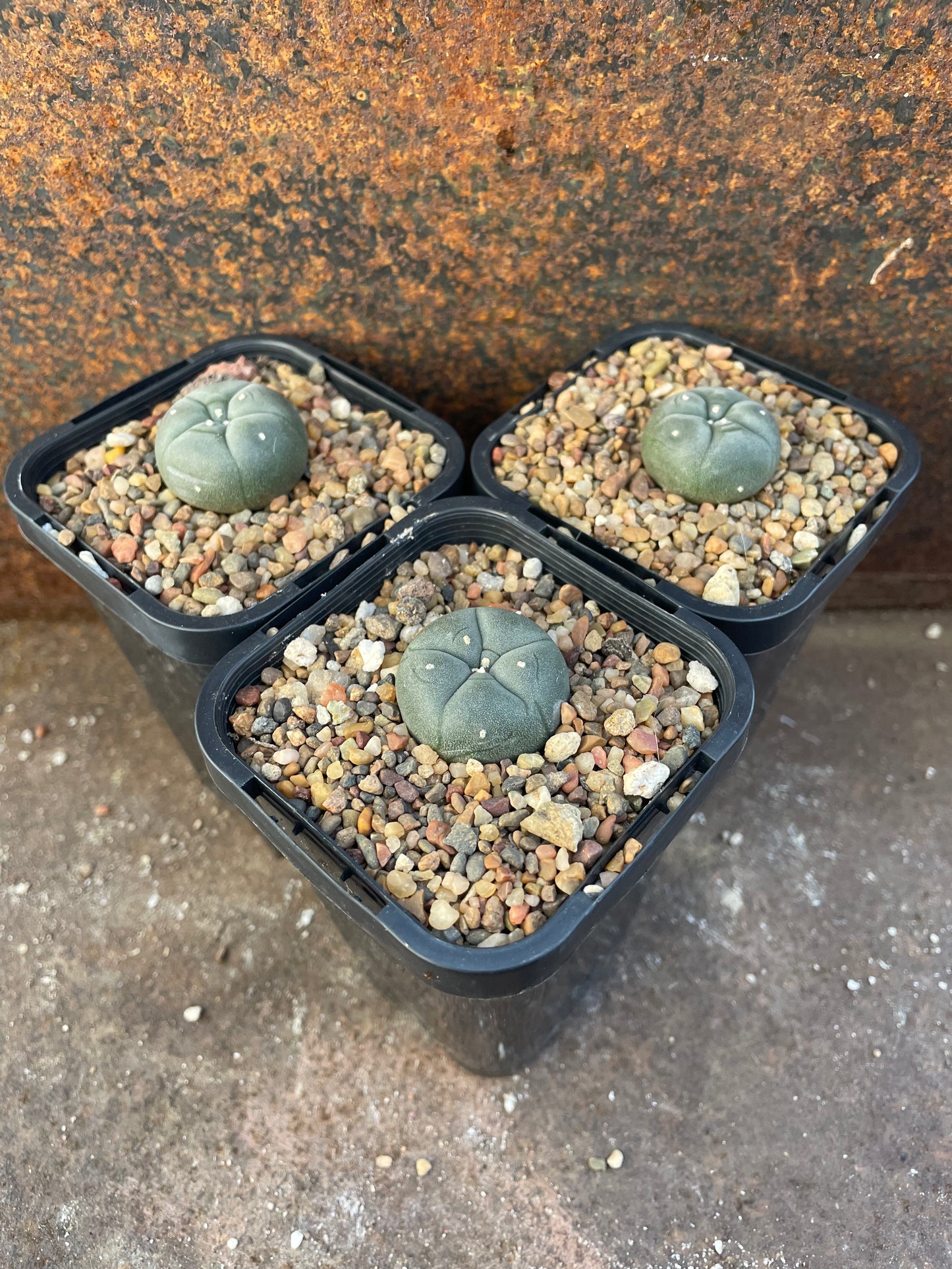 LW Northern Form (seed grown)