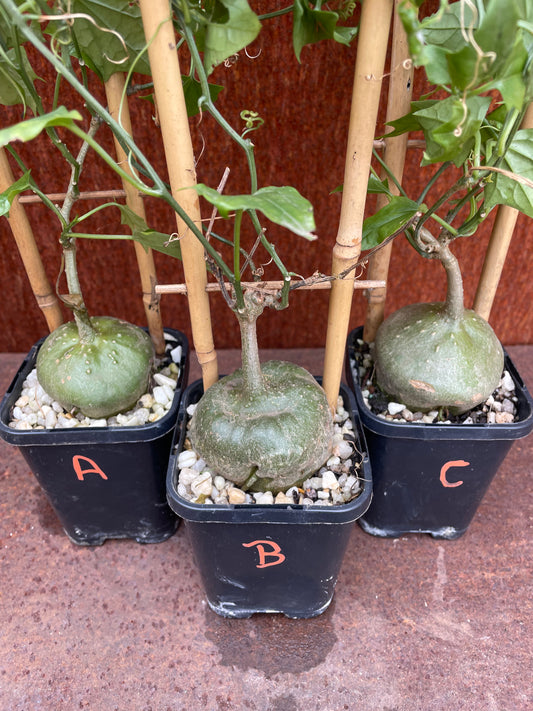 Gerrardanthus macrorhizus “Bigfoot”