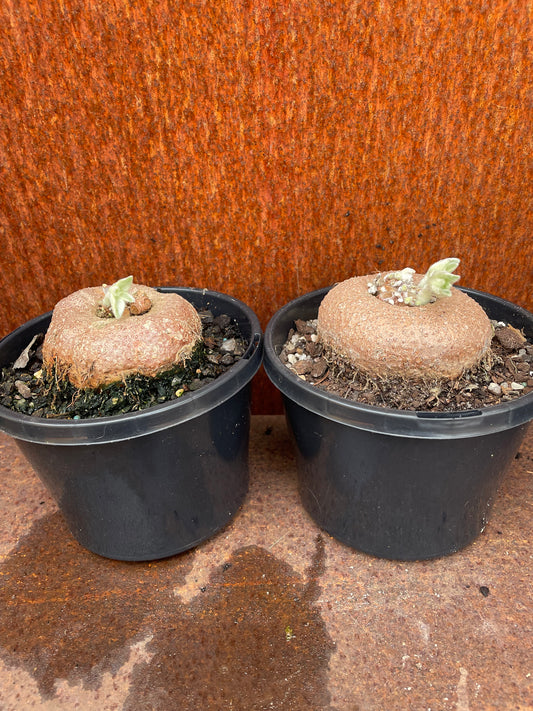 Sinningia leucotricha 'Brazillian Edelweiss'