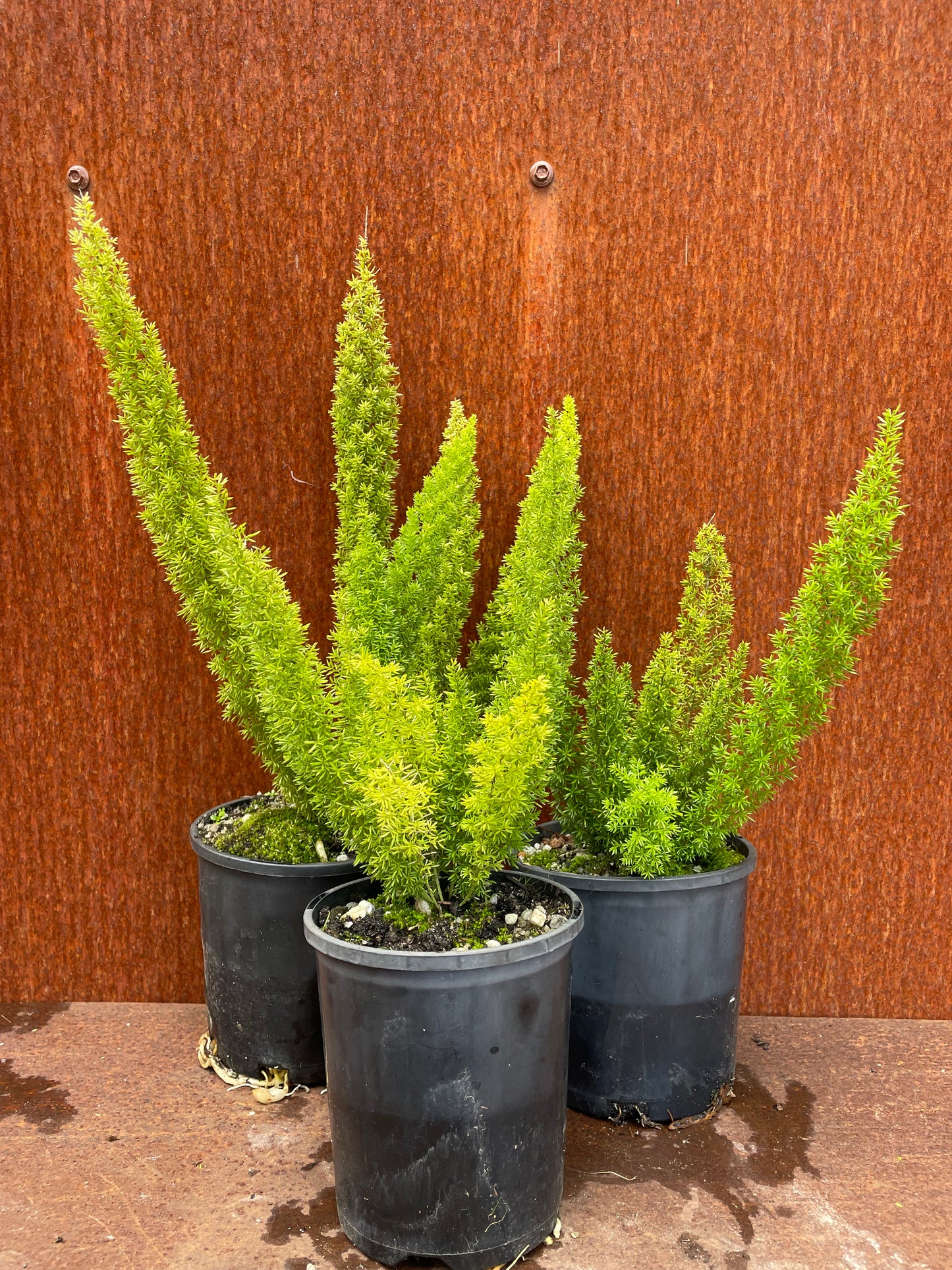Sprenger's asparagus "Foxtail Fern"
