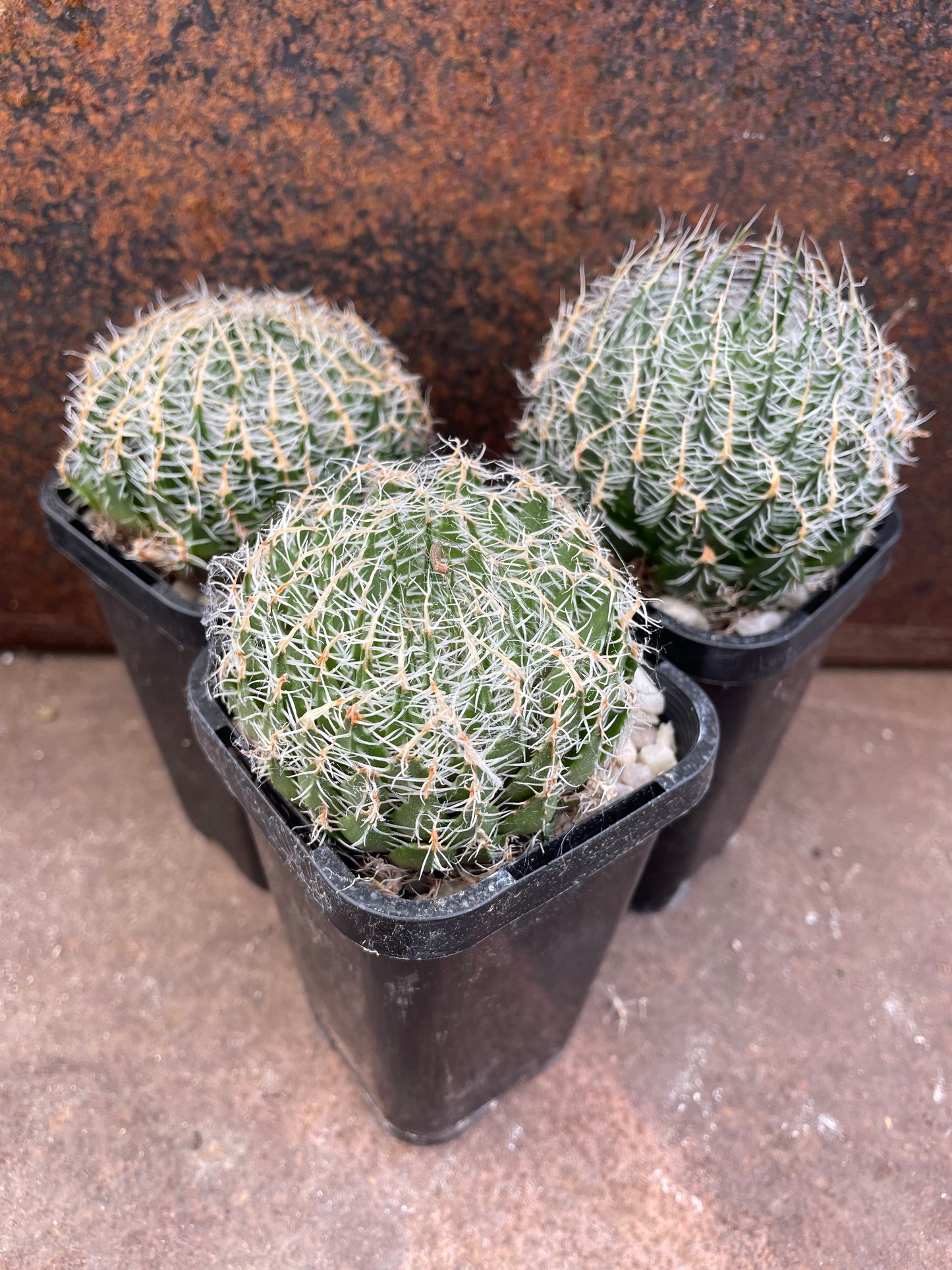 Haworthia nortieri var. Pehlemanniae