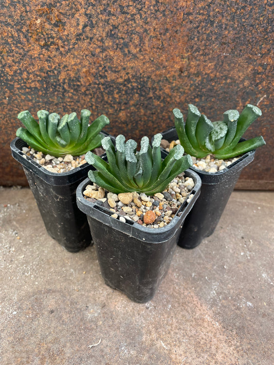 Haworthia truncata (Japanese genetics)