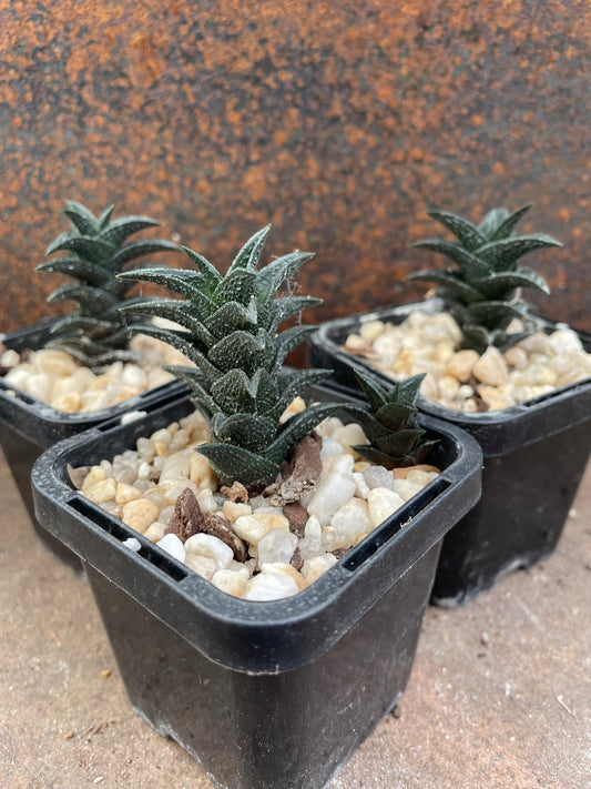 Haworthia nigra