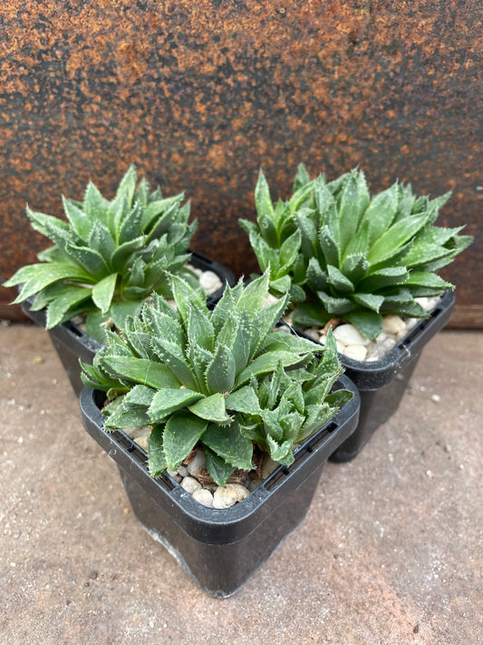 Haworthia emelyae major x wimii