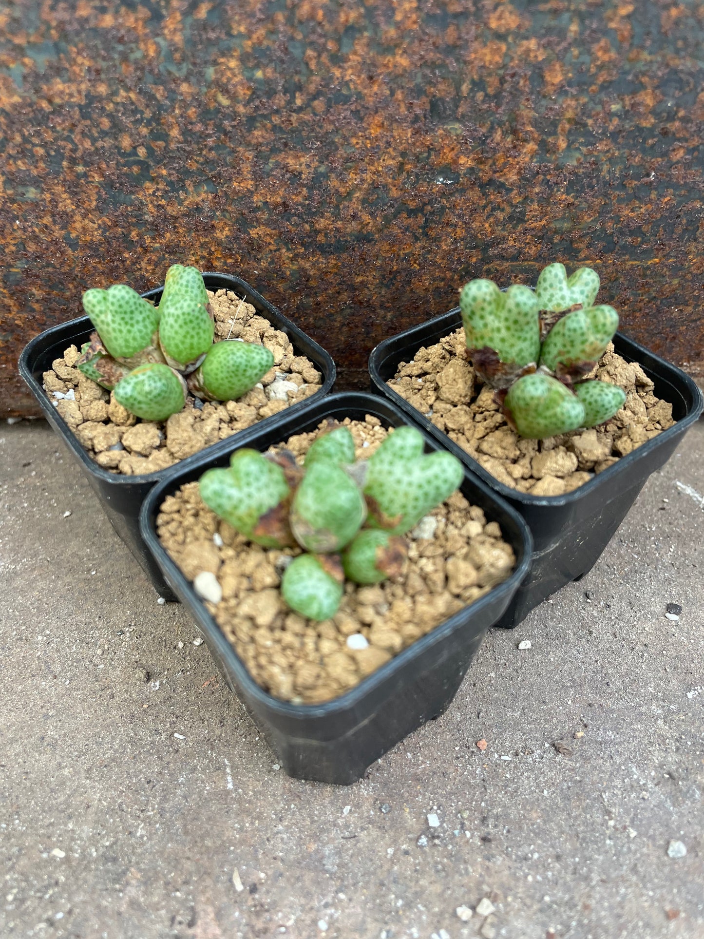 Conophytum marginatum ssp karamoepense 955D