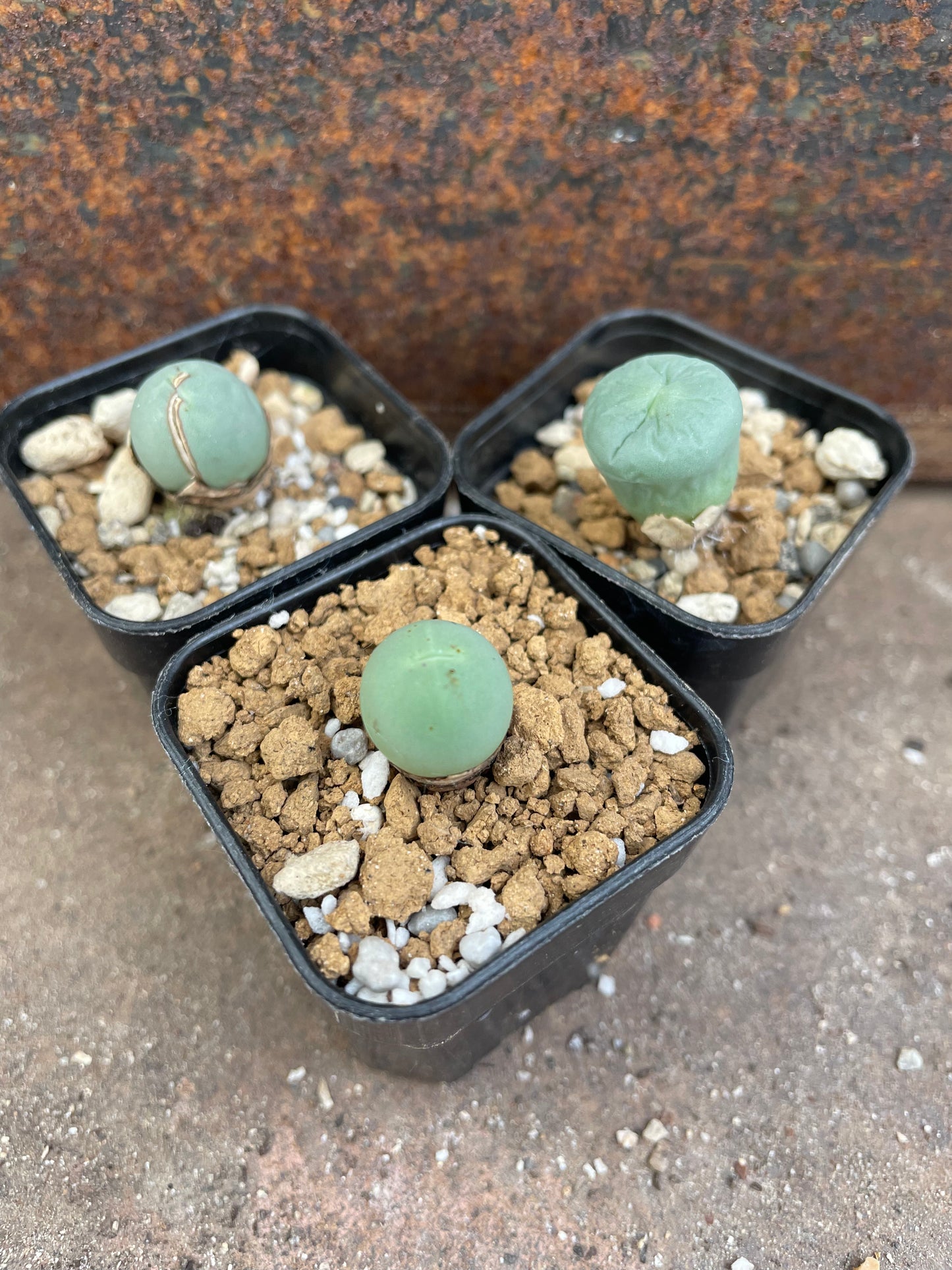 Conophytum calculus