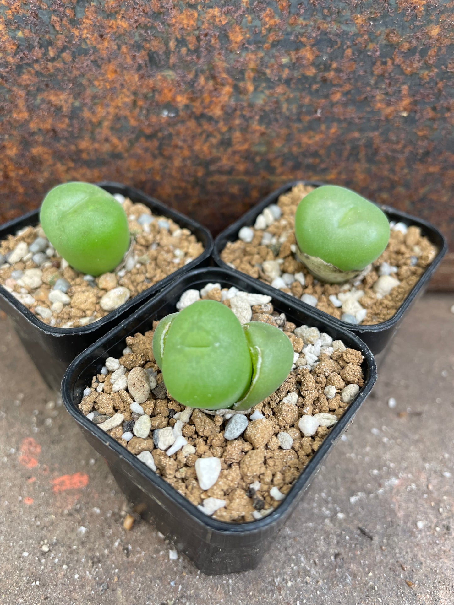 Conophytum concavum