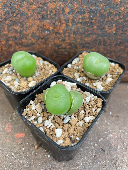 Conophytum concavum