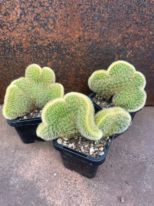 Hildewinteria aureispina 'Cristata'