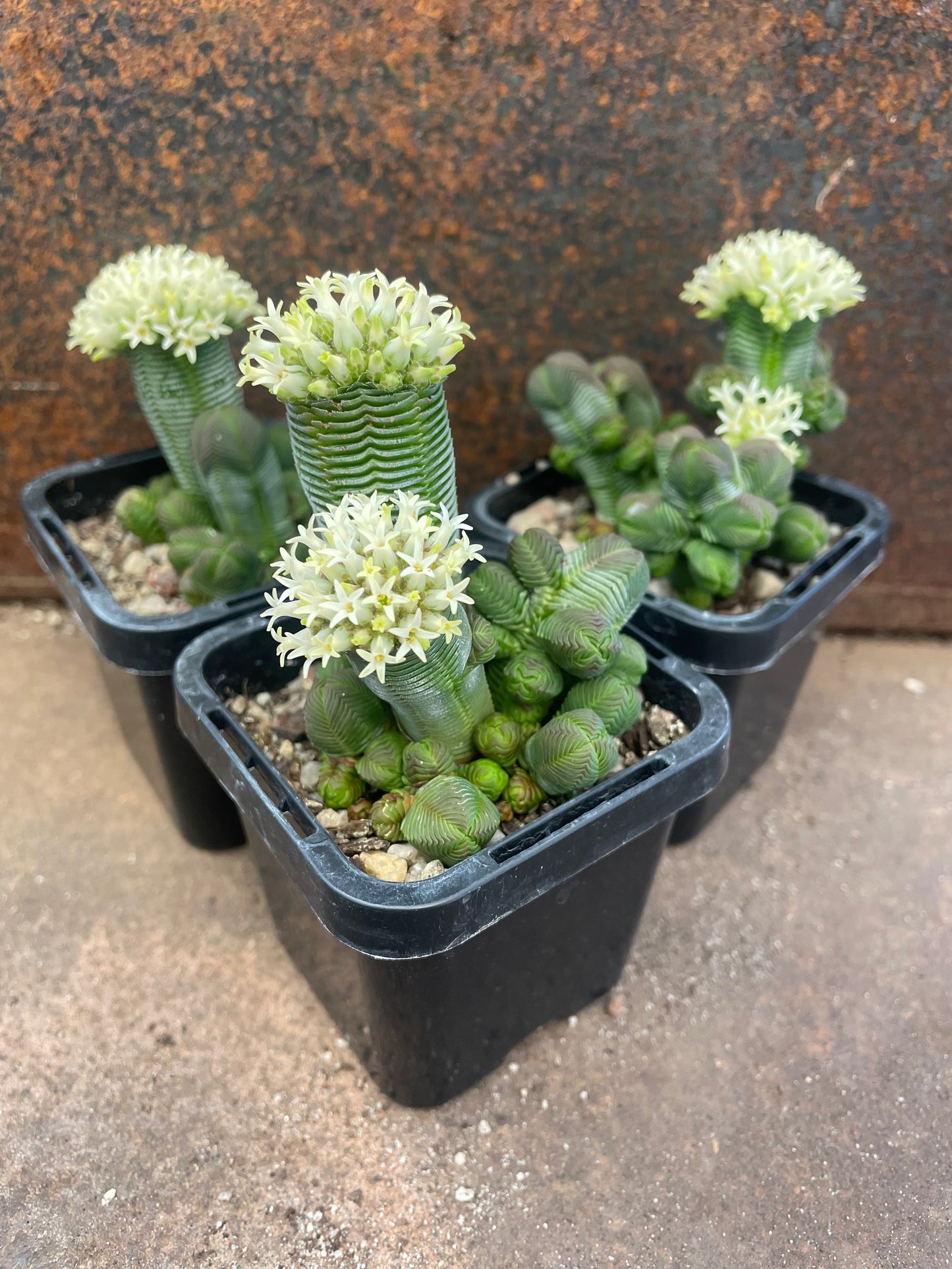 Crassula quadrangularis