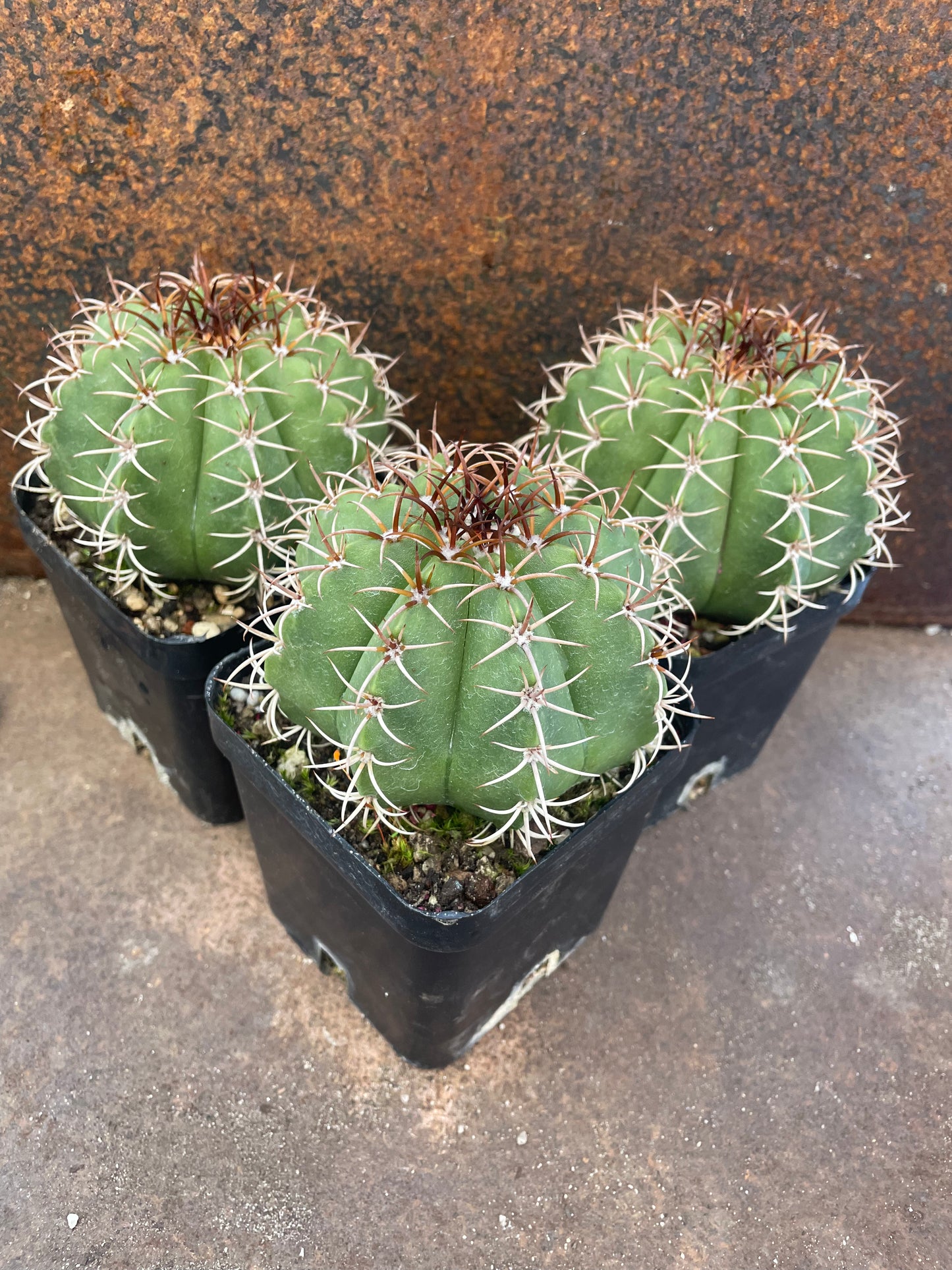 Melocactus matanzanus