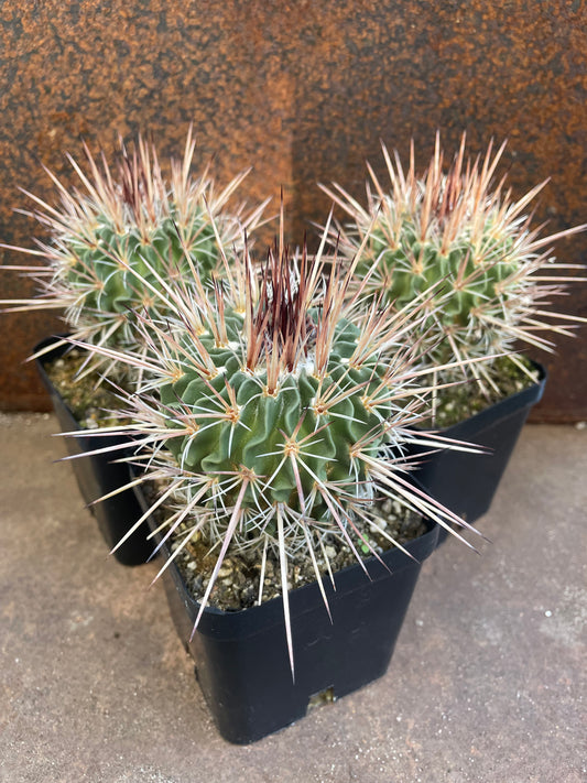 Stenocactus ssp