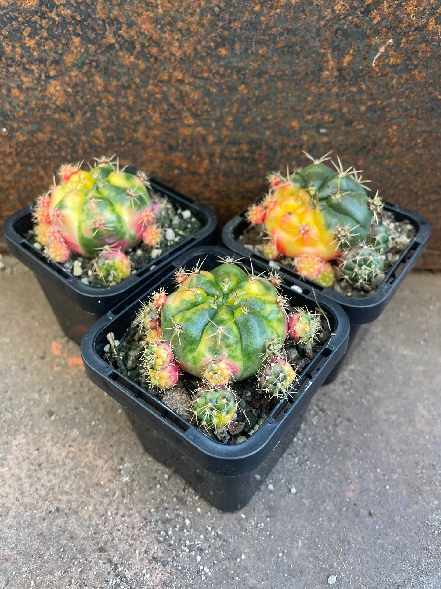 Gymnocalycium anisitsii (Syn. damsii) variegata