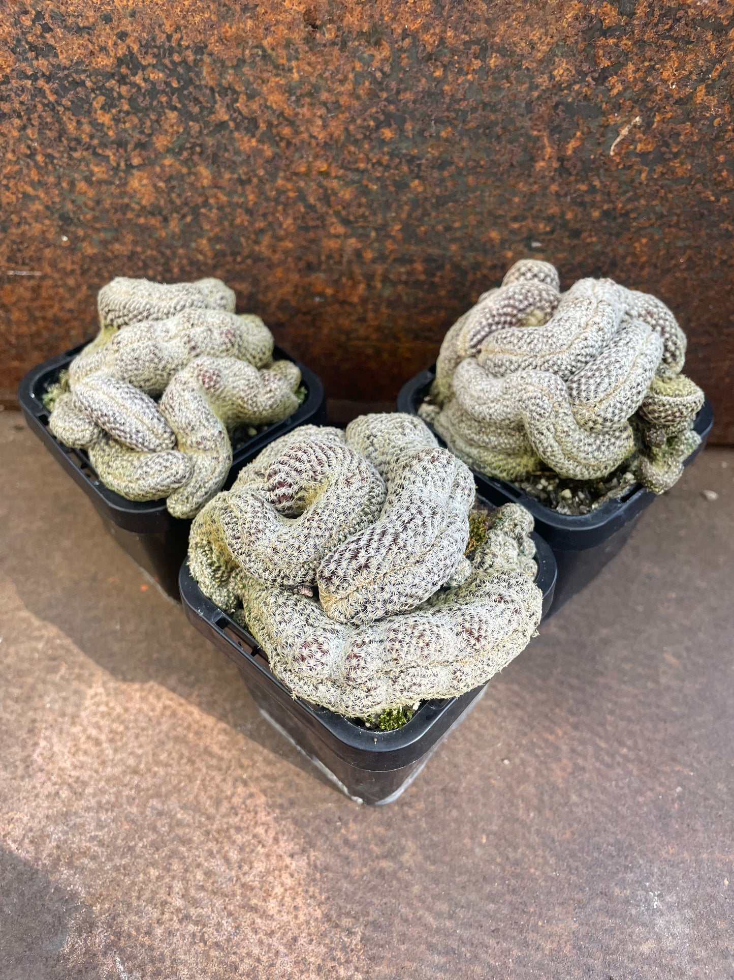 Sulcorebutia langeri forma cristata