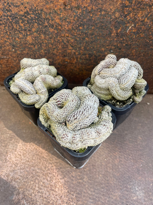 Sulcorebutia langeri forma cristata