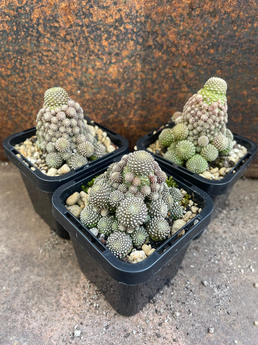 Rebutia c.v. Liliputiana
