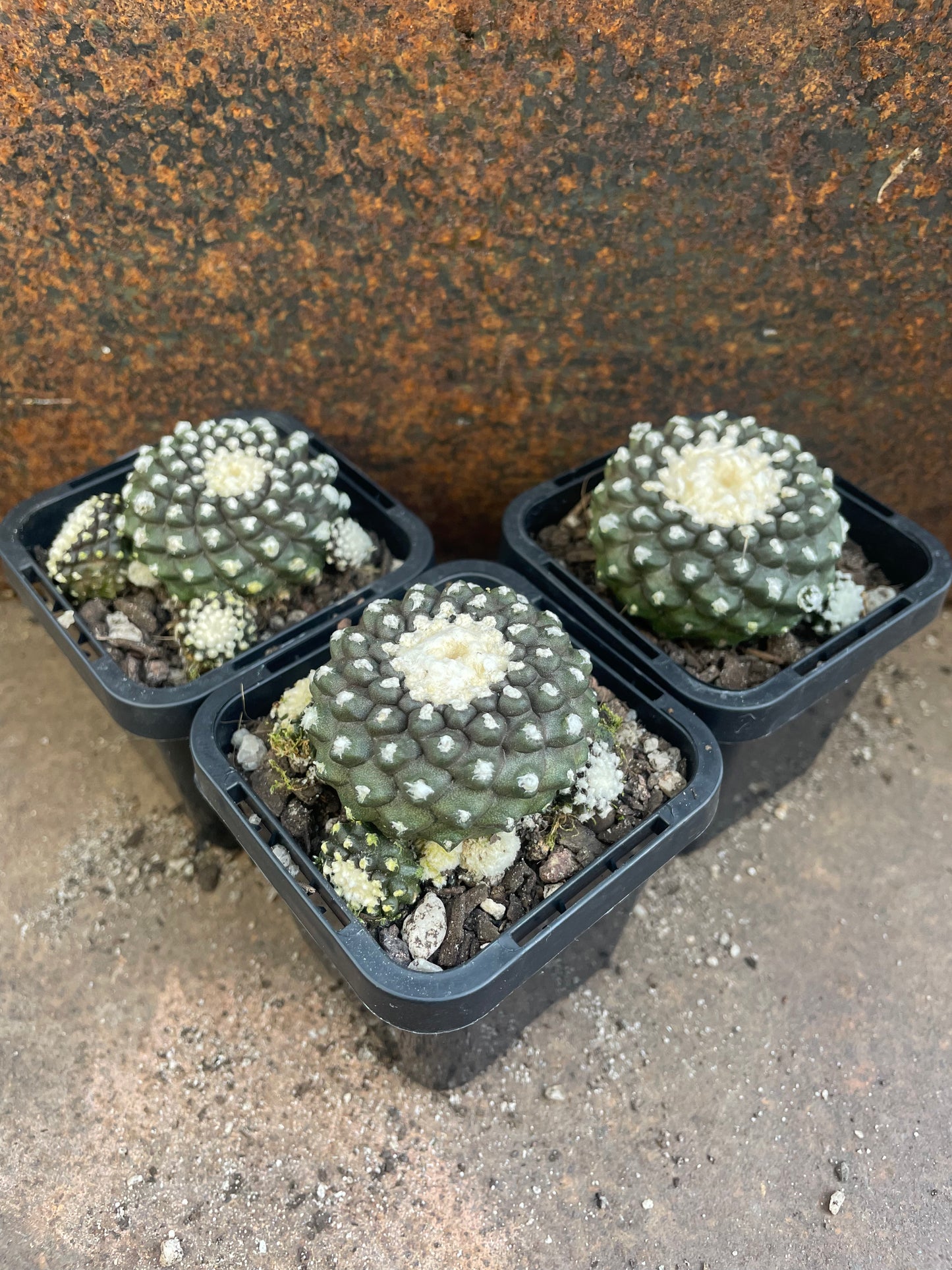 Copiapoa tenuissima 'Monstrose'