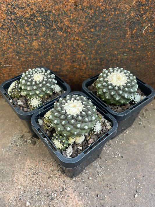 Copiapoa tenuissima 'Monstrose'