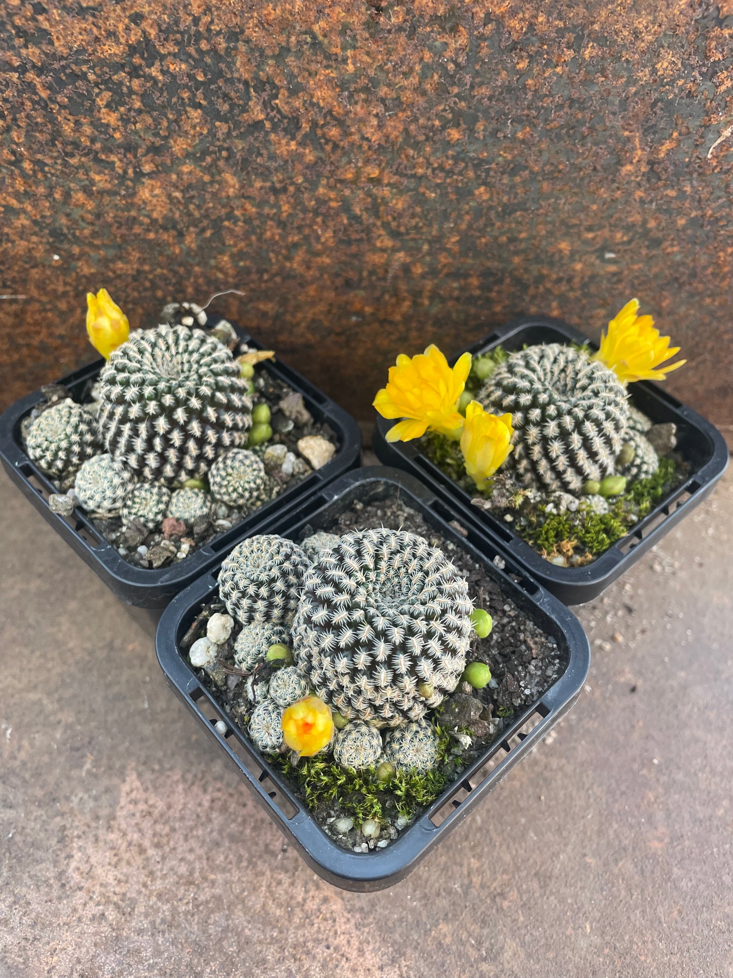 Sulcorebutia langeri
