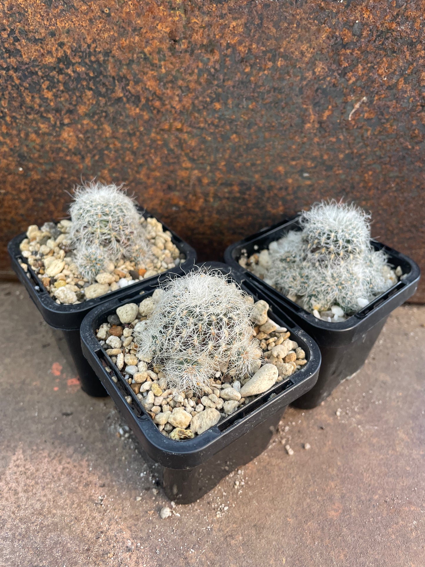 Sulcorebutia hertusii