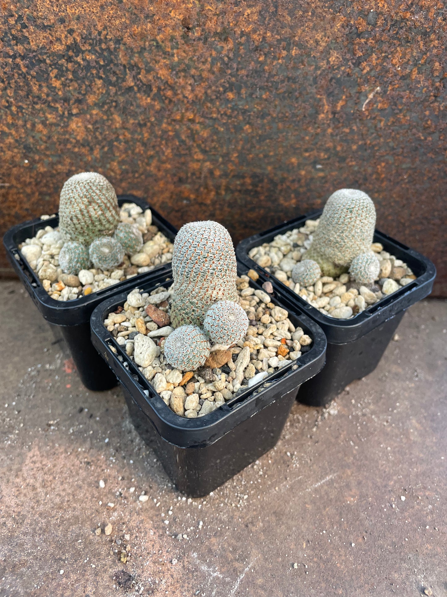 Rebutia heliosa