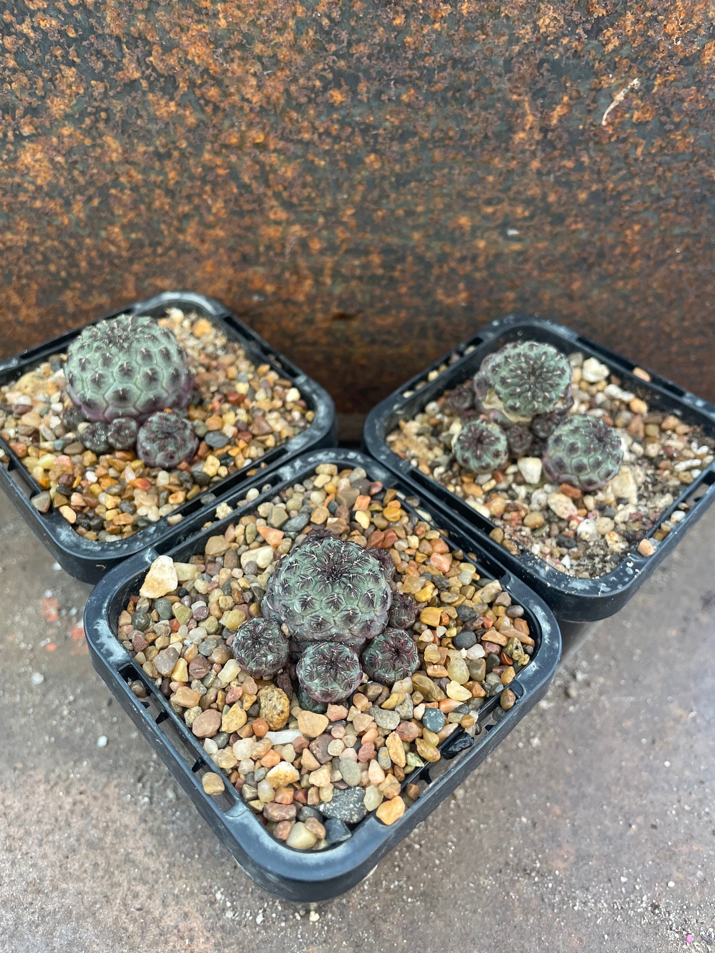Sulcorebutia rauchii 'Purple'