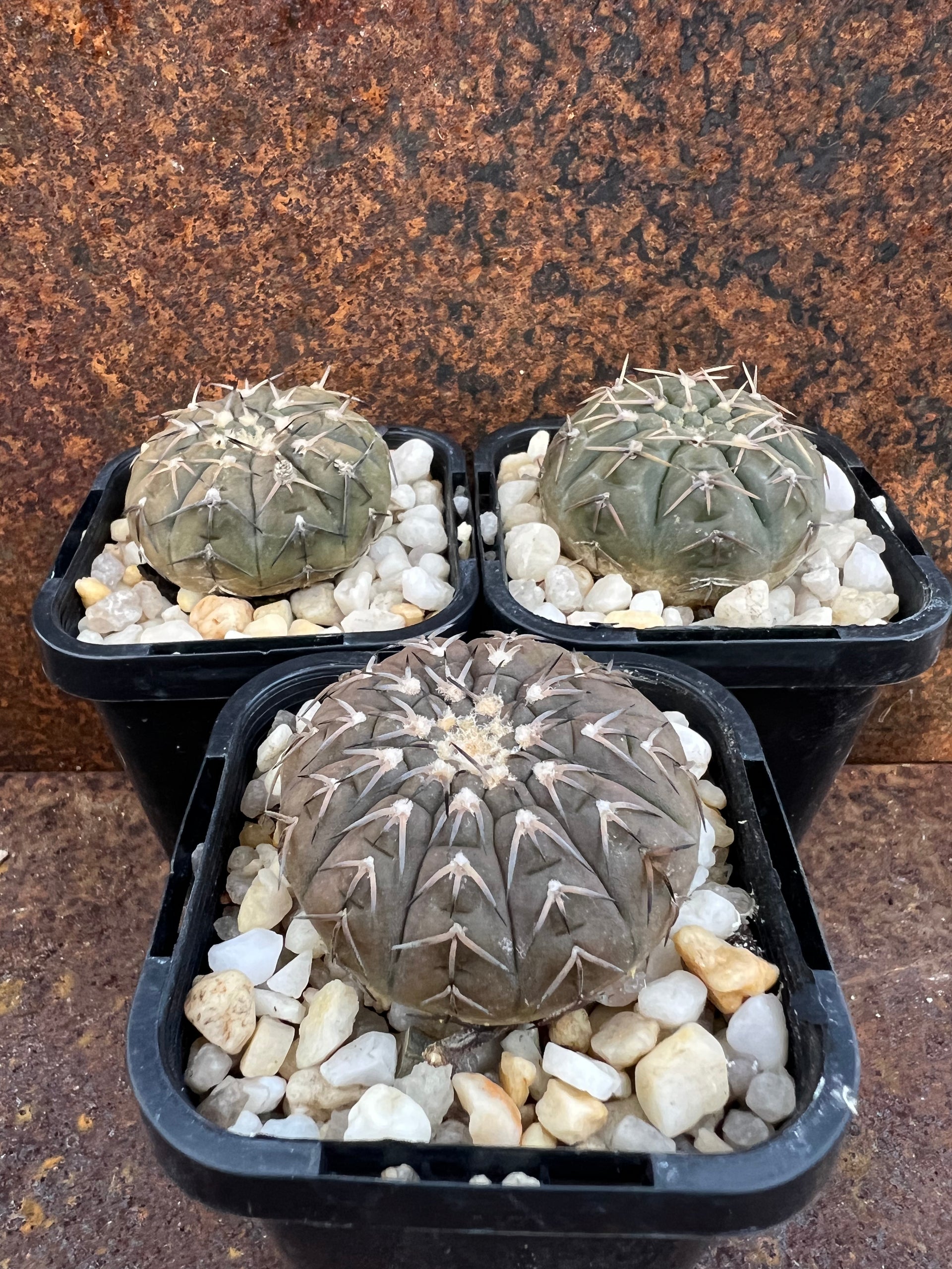 gymnocalycium platygonum Gymnocalycium platygonum