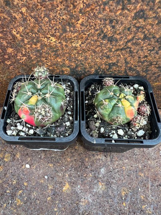 Gymnocalycium anisitsii (Syn. damsii) variegata