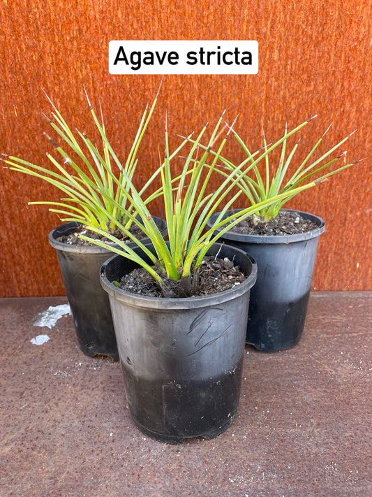 Agave stricta
