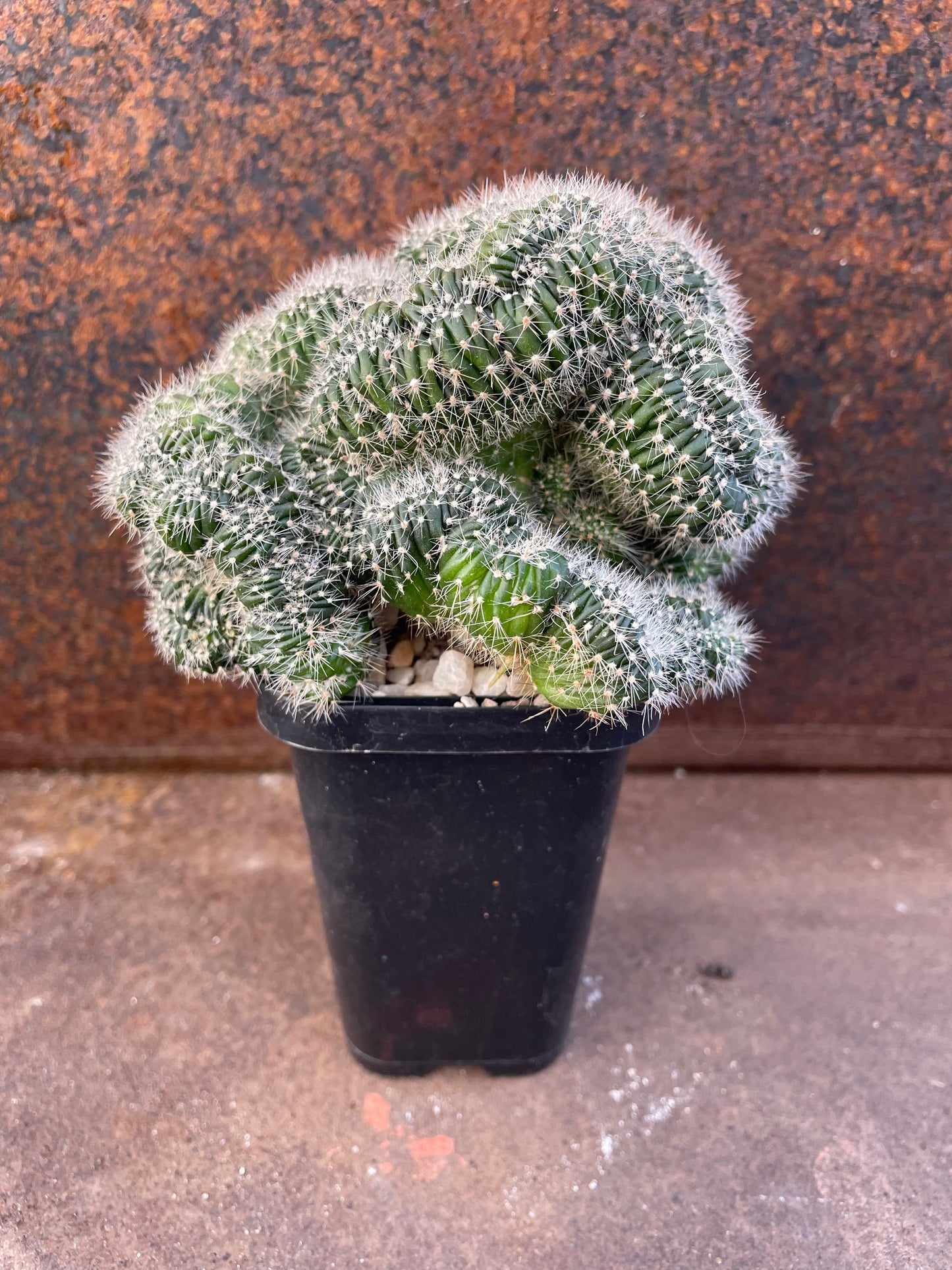Echinopsis hybrid crest