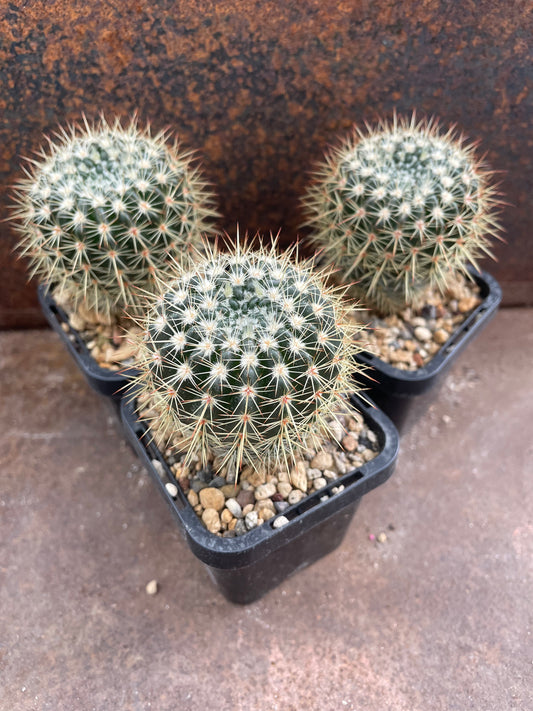 Parodia roseoluteus