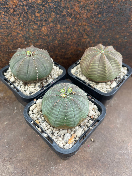 Eu. Obesa