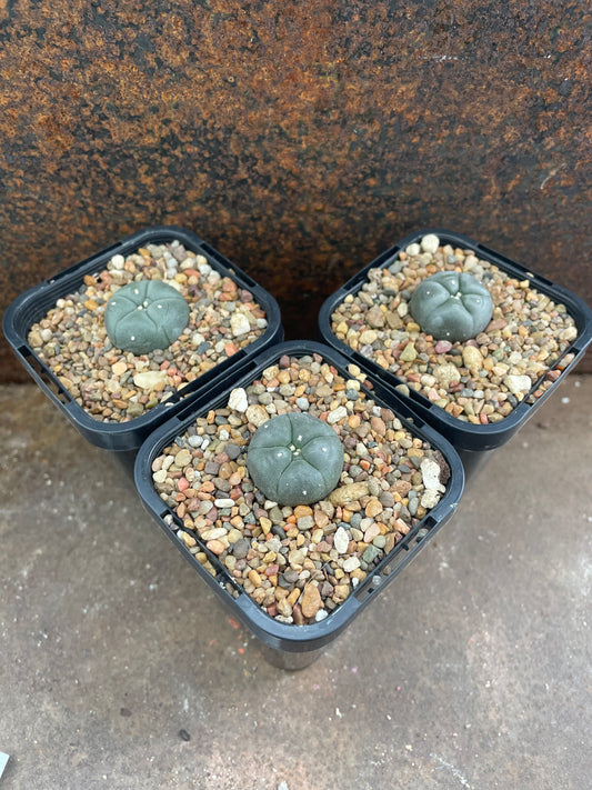 LW rinconda (seed grown)