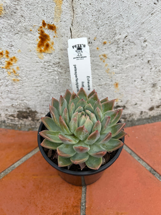 Echeveria ilust