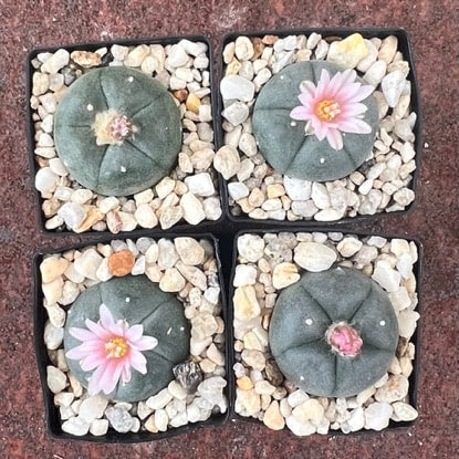 L Sierra De La Paila (seed grown)