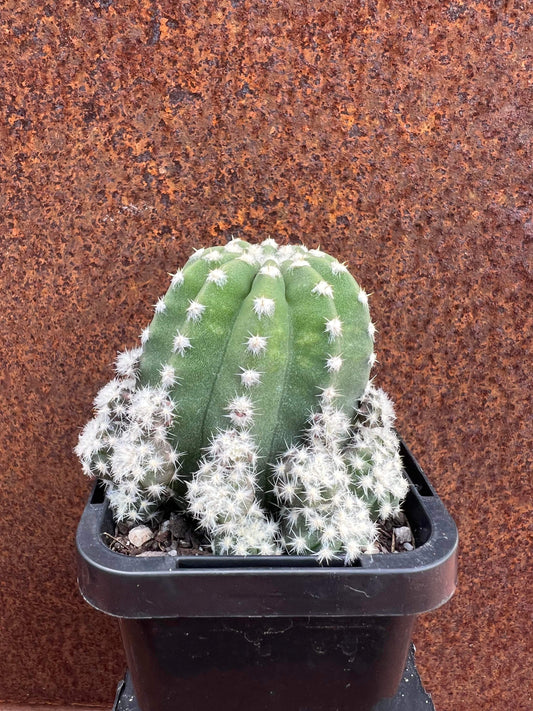 Echinopsis subdenudata var. compacta