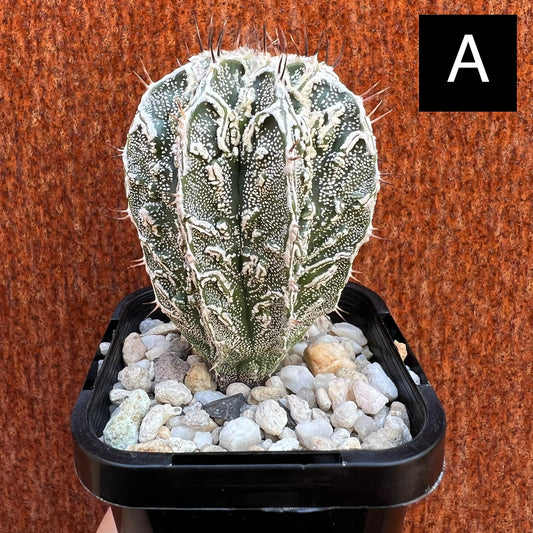 Astrophytum Ornatum Cv. Fukuryu